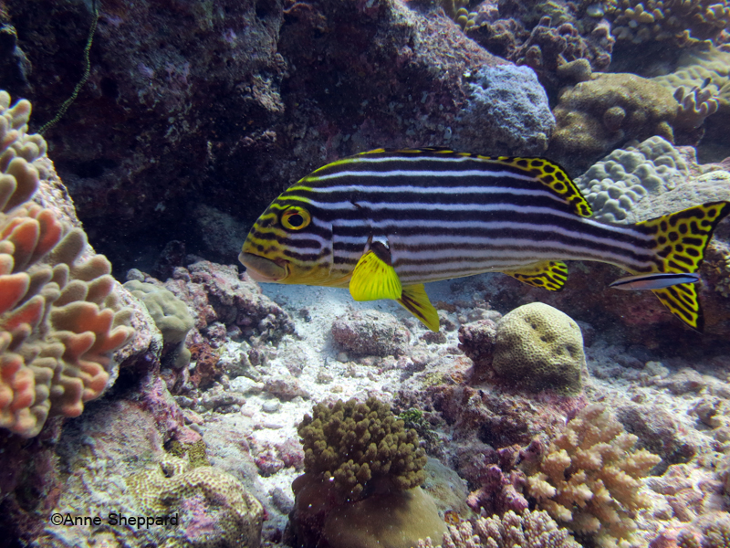 Oriental sweetlips (Plectorhinchus orientalis), Peros Banhos Atoll