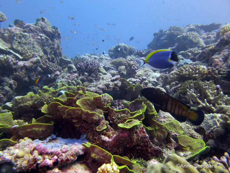 Reef in the Peros Banhos Atoll