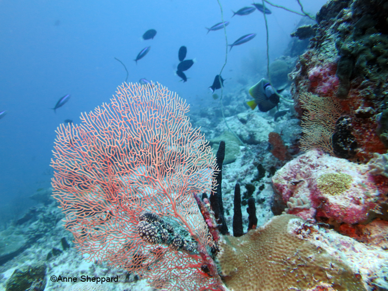 Seafan in Peros Banhos Atoll