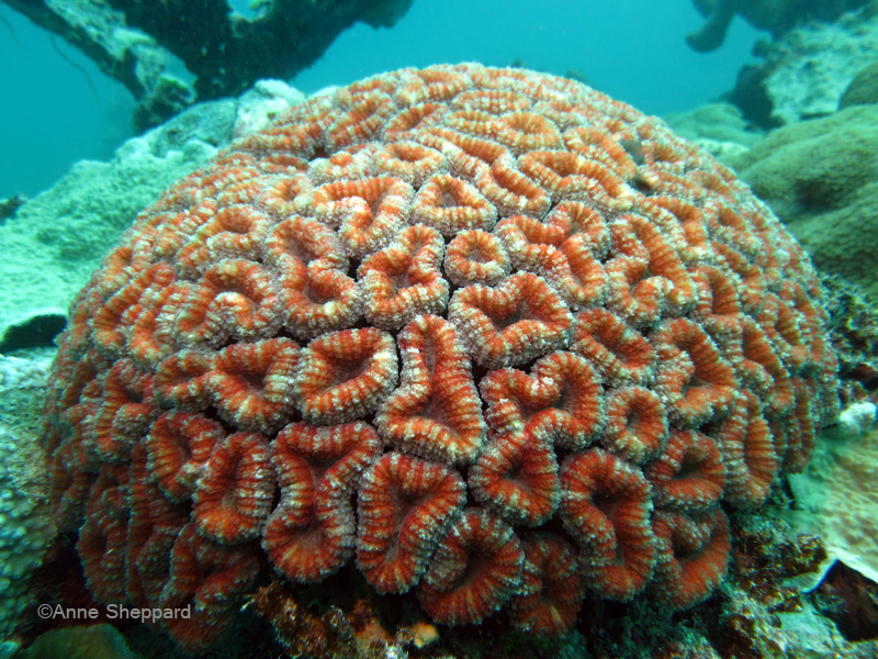 Coral (Lobophyllia sp.), Salomons Atoll lagoon
