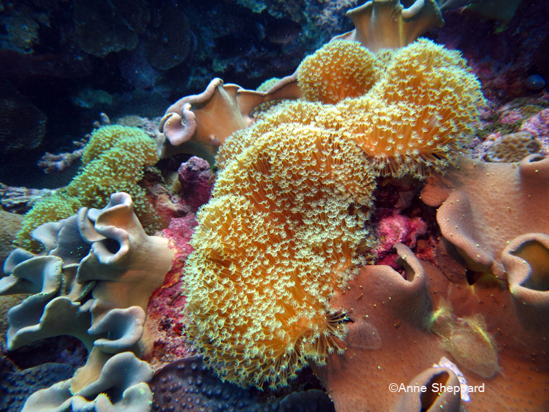 Soft coral, Salomons Atoll lagoon
