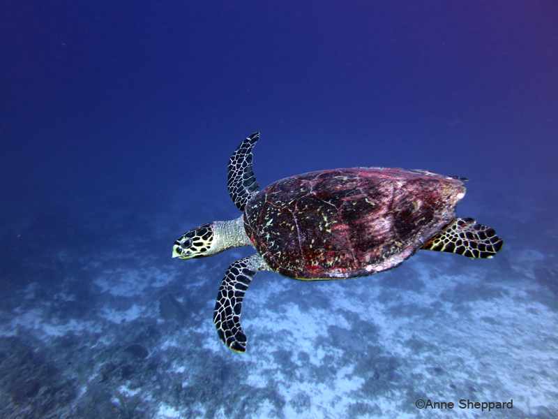 Hawksbill turtle, South Brother Island