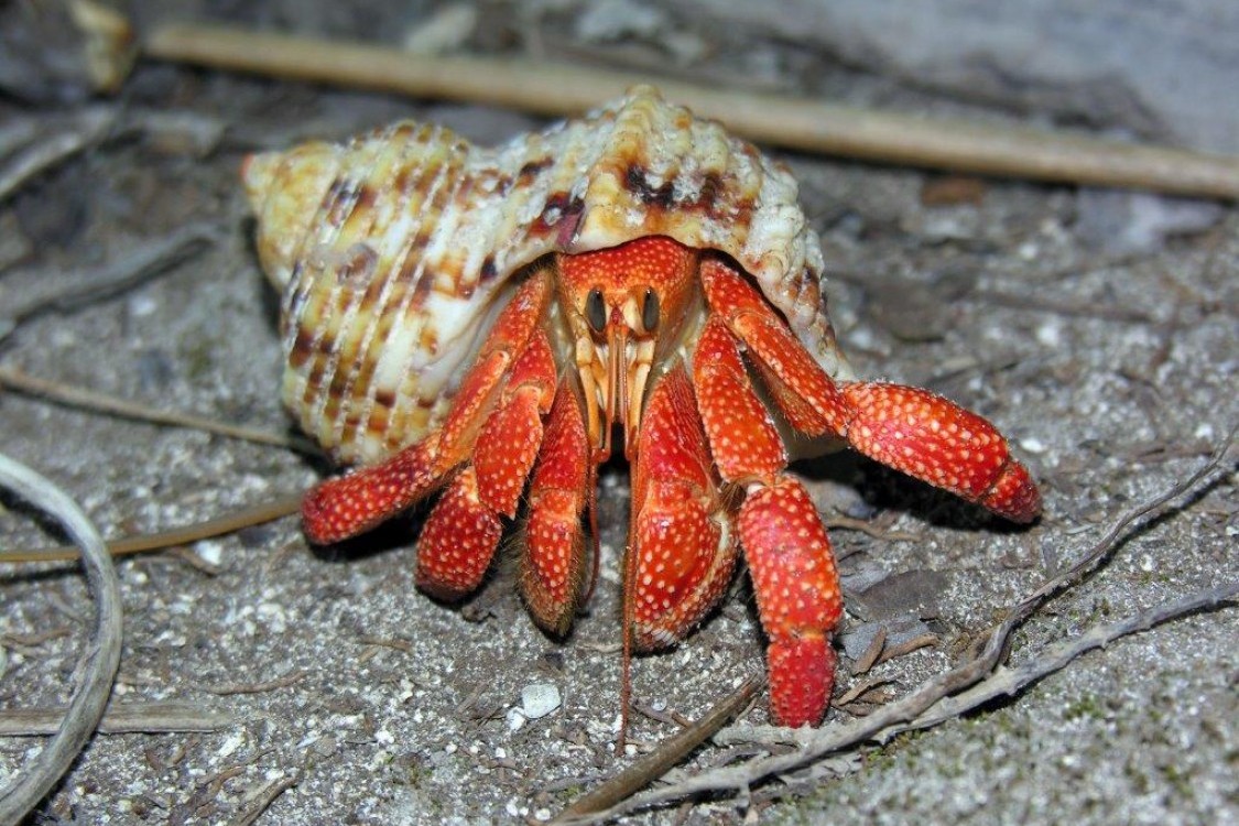 Hermit crab