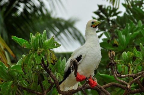 CCT receives Darwin Initiative grant to increase natural biodiversity of Chagos Archipelago