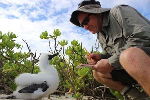CCT Programme Manager authors paper proving atolls are globally important sites for tropical seabirds 