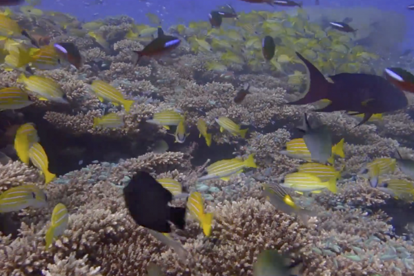 Before and after coral bleaching