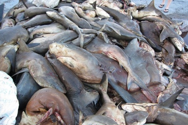 Enforcing the world’s largest marine reserve