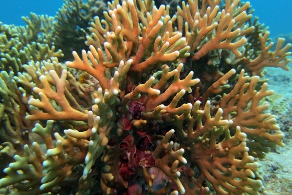 Fire coral (Millipore sp), Middle Island