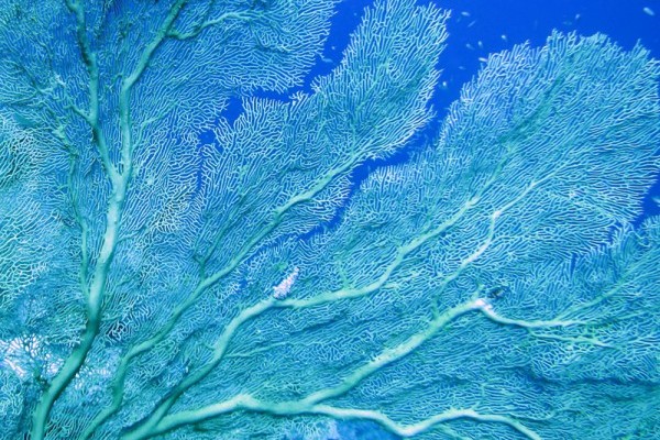Gorgonian, Middle Island