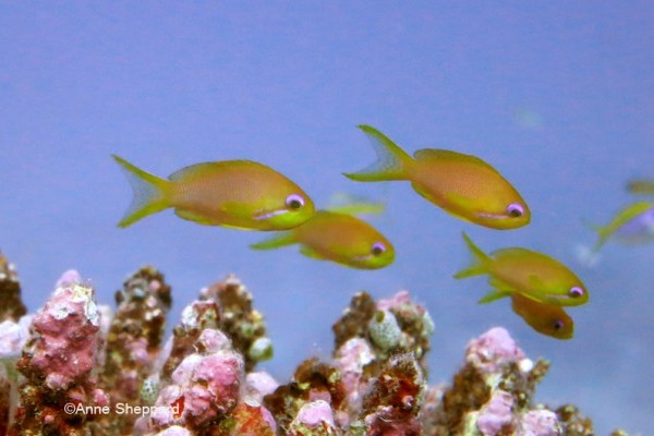 Scalefin anthius (Pseudanthius squamipinnis), Eagle Island lagoon