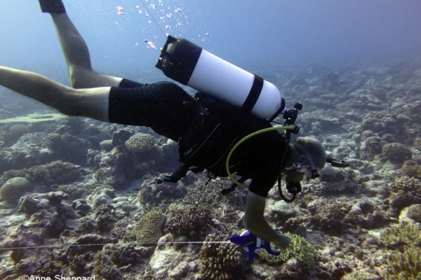 Eagle Island lagoon, diver working underwater