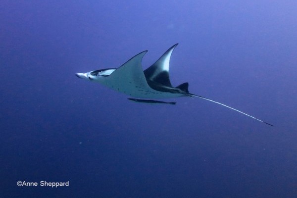 Manta ray, Egmont Atoll