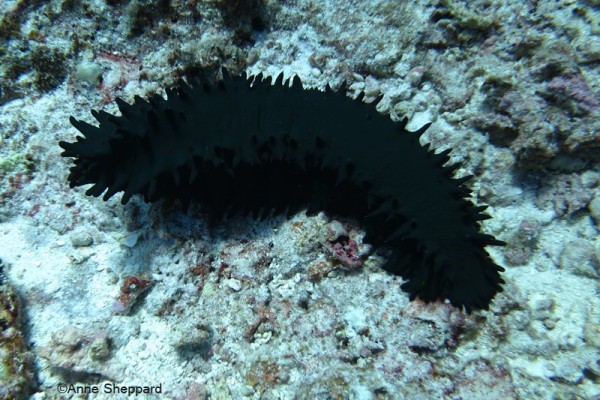 Sea cucumber (Stichopus chloronotus), Egmont Atoll