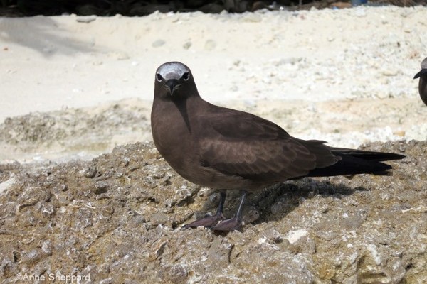 Brown noddy (Anous stolidus), Middle Brother island