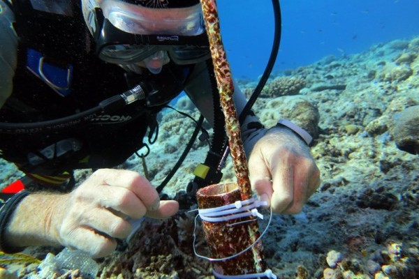 Prof Charles Sheppard changing temperature data logger, Egmont Atoll, 2013 Expedition