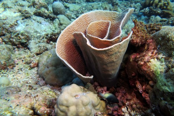 Coral Turbinaria sp, Egmont Atoll