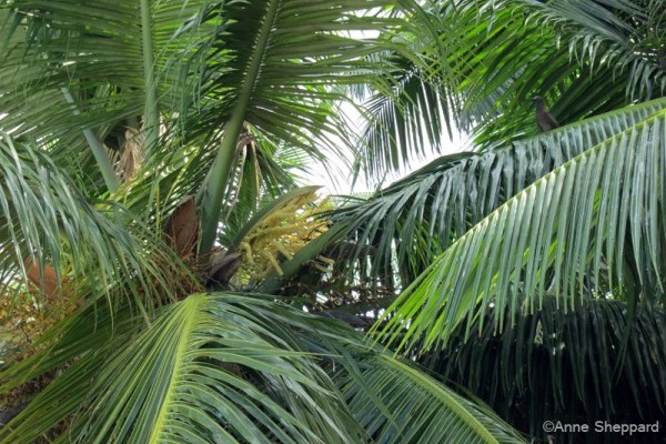 Coconut flowers (Cocos nucifera), Middle Brother island