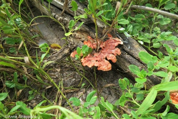 Lichen, Middle Brother island