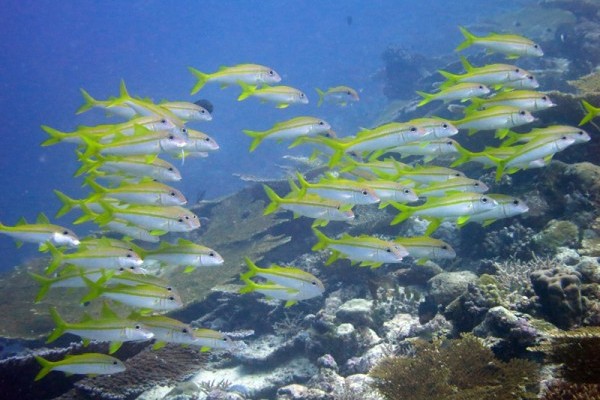 Yellowfin goatfish (Mulloides vanicolensis), Nelsons Island