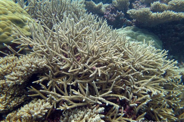 Acropora sp_stagshorn, Peros Banhos Atoll lagoon