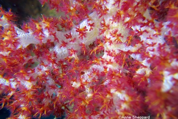 Soft coral (Dendronepthya sp), Peros Banhos Atoll lagoon