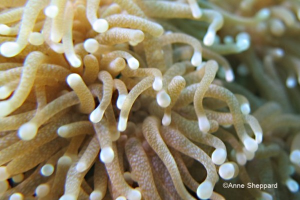 Coral polyps (Euphyllia sp), Peros Banhos Atoll lagoon Ile Diamant 