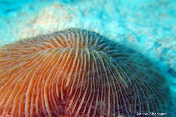 Mushroom coral (Fungia sp), Peros Banhos Atoll lagoon Ile Diamant