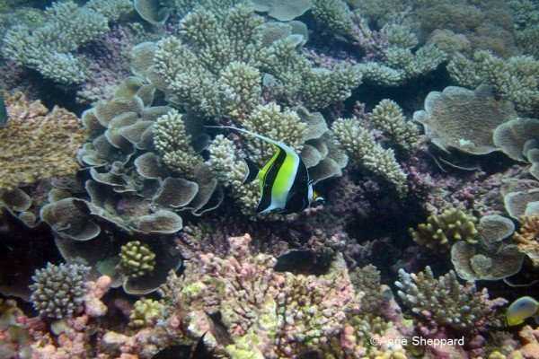 Coral garden with moorish idol (Zanclus cornutus), Peros Banhos Atoll lagoon 