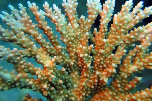Coral (Acropora sp), Peros Banhos Atoll lagoon