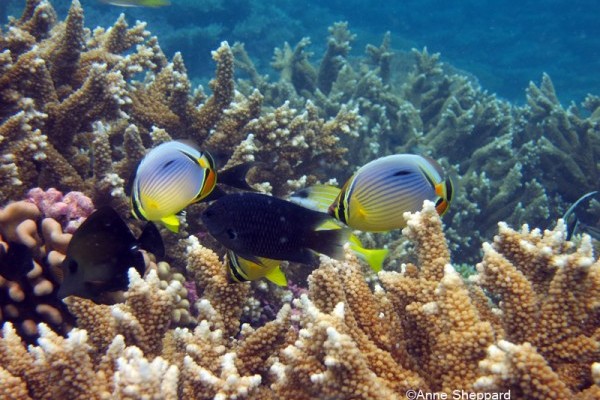 Corals and fish, Peros Banhos Atoll lagoon