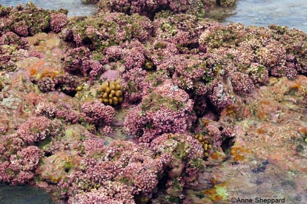 Algal ridge, Peros Banhos Atoll lagoon, Ile Diamant