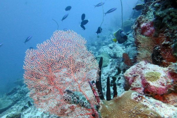 Seafan in Peros Banhos Atoll