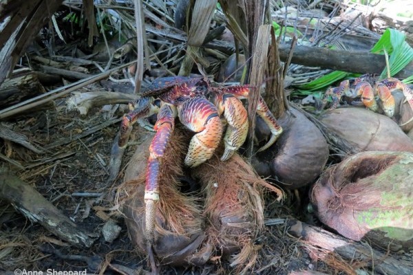 Coconut crab, Ile Boddam