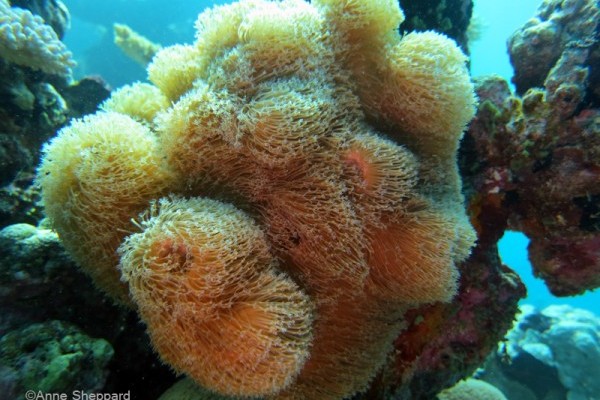 Soft coral, Salomons Atoll lagoon