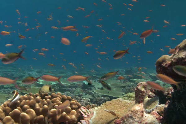 Chagos Marine Protected Area I - Jon Slayer
