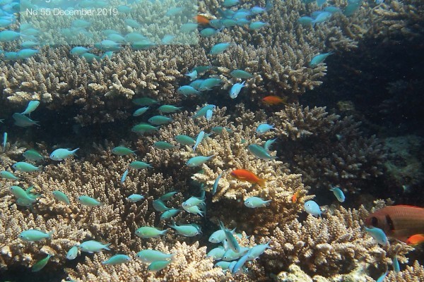 OUT NOW - Chagos News #55