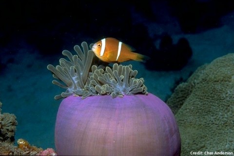 UK Designates World’s Largest Marine Reserve