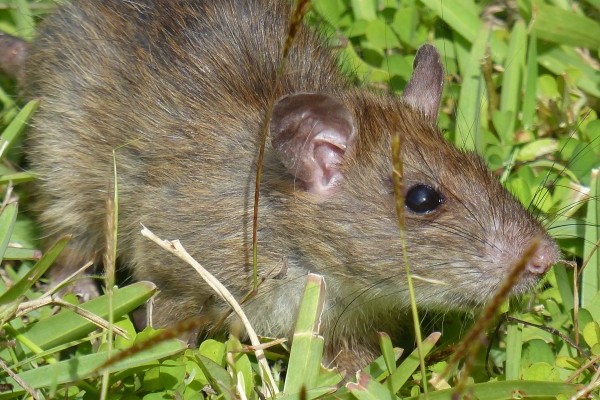 News: Al Jazeera report on how the humble rat is threatening Chagos’ corals