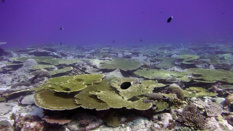 Climate change threatens the survival of coral reefs