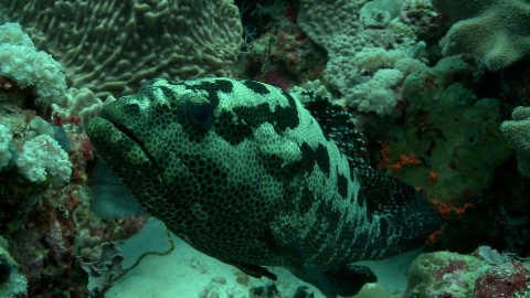 Letter to New Scientist in reply to the Fred Pearce opinion piece ‘Chagos Marine Reserve Polluted by Politics’