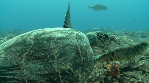 Turtle Research in Chagos: December 2014 update