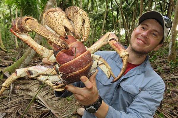 Coconut crabs of the Chagos Archipelago