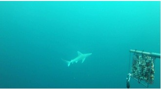 New research expedition heading to Chagos next week