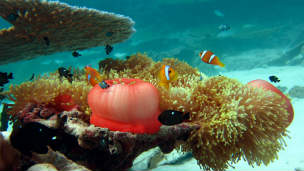 Research team leaves for 2013 Chagos expedition