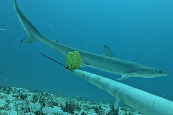 Sliteye shark recorded in the Chagos for the first time!