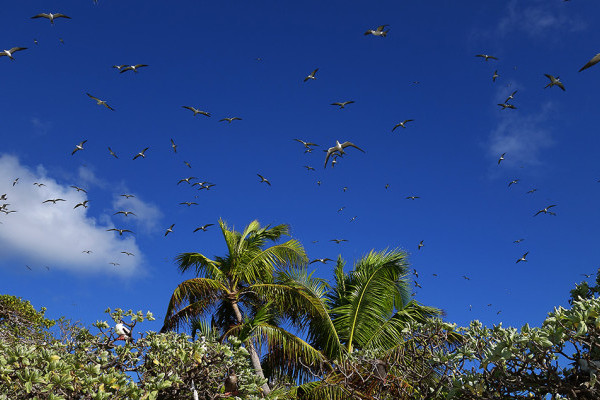 NEWS: First successful invasive rat eradication in the Chagos Archipelago