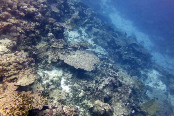 Coral Condition and Ocean Temperatures