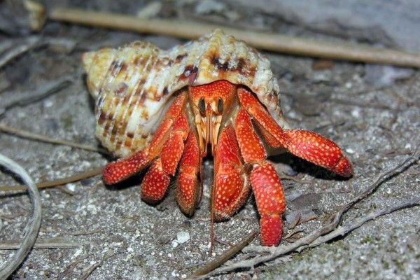 Hermit crab