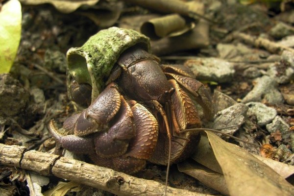 Juvenile coconut crab