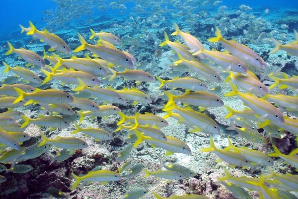 Chagos Community Environment Project: Chagos Fun Day